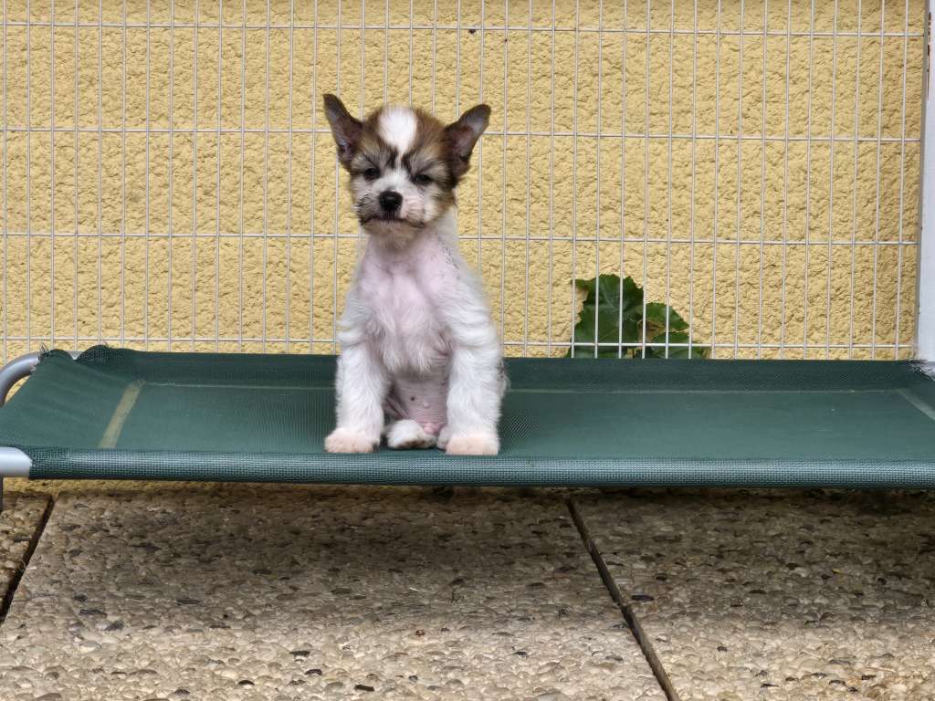 Cinnamon Churro von den Weinbergswölfen