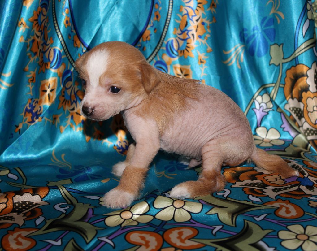 Hechizo de L'Essence de Mon Tout