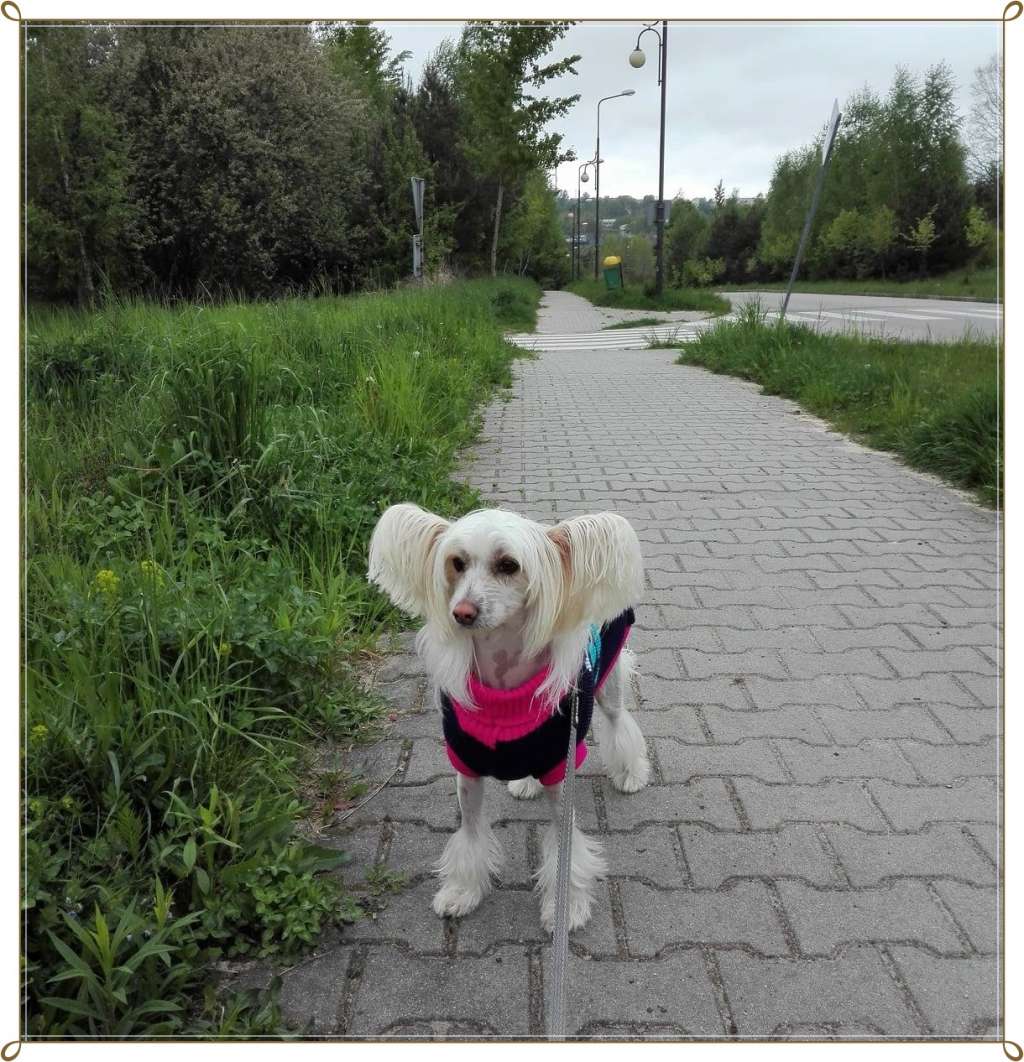 Wera Exotic World FCI