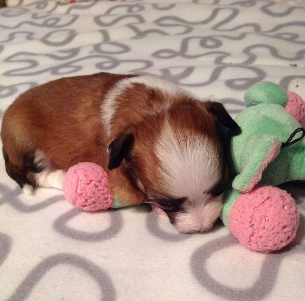 Chien Feerique's Don't Waste My Time