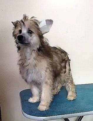 Izumrudnaya liana iz Chudnoy Doliny