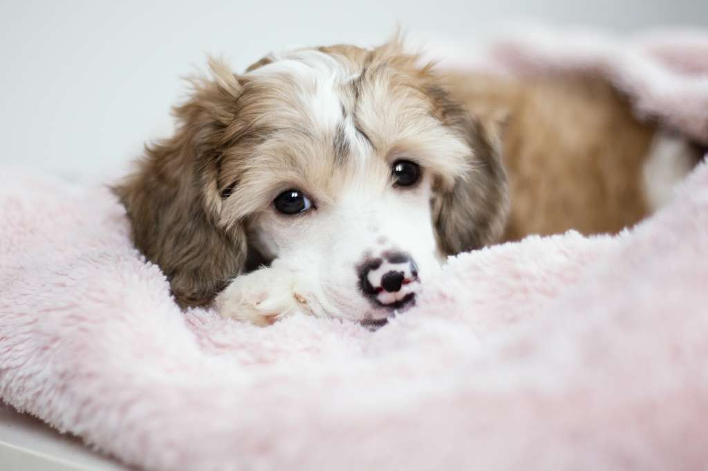 Mauricius Plysovy pritel