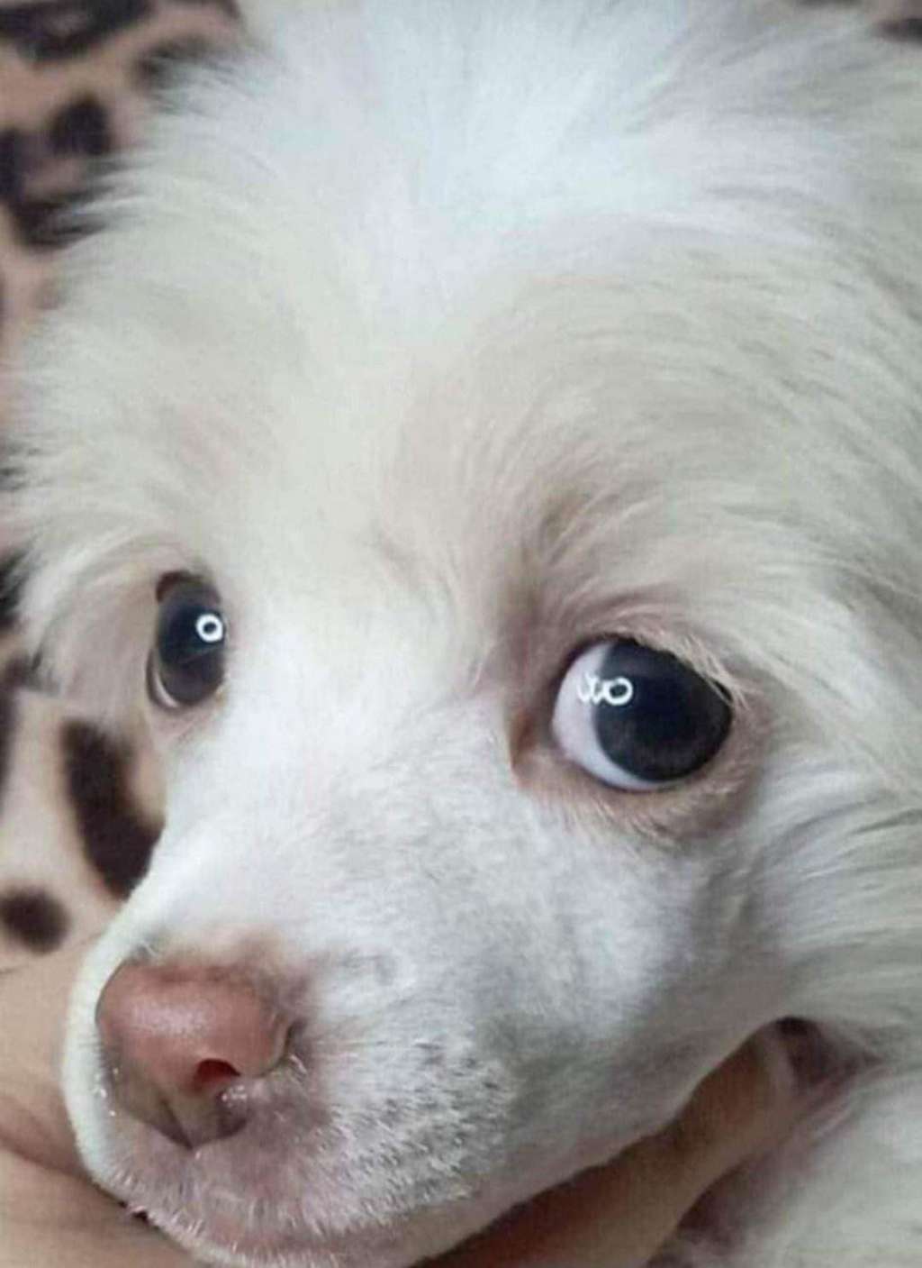 Beauty Incomparable Molly Cloud Of Happiness