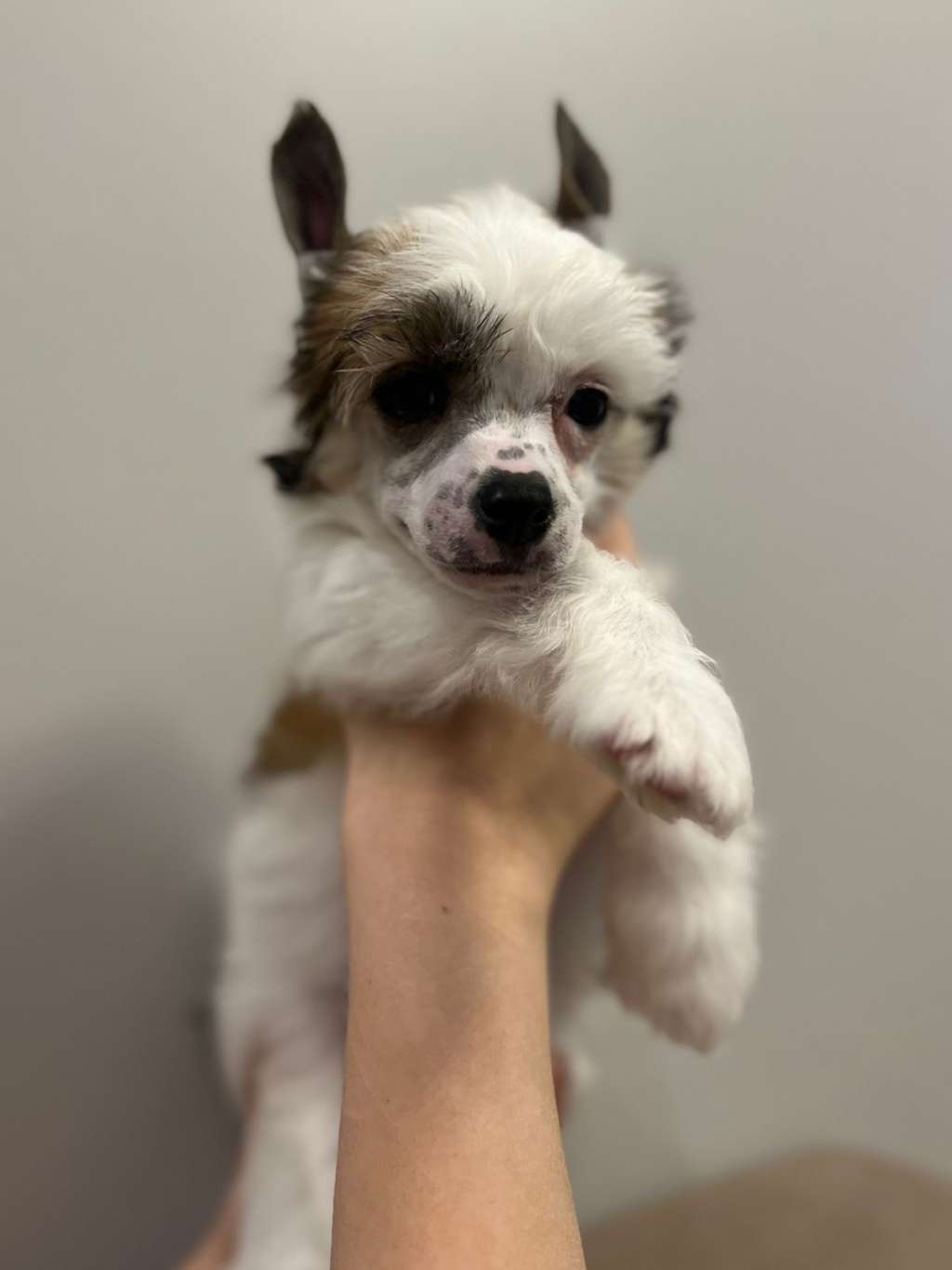 Elance Louange Irish Cream