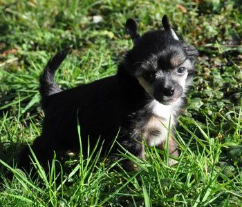 Jazz  Music Little Champs