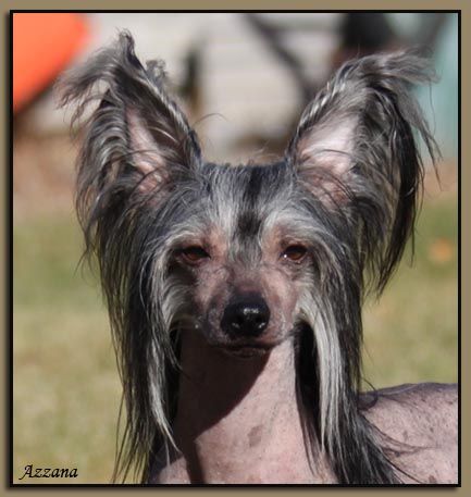 Azzana The Naked Marquis