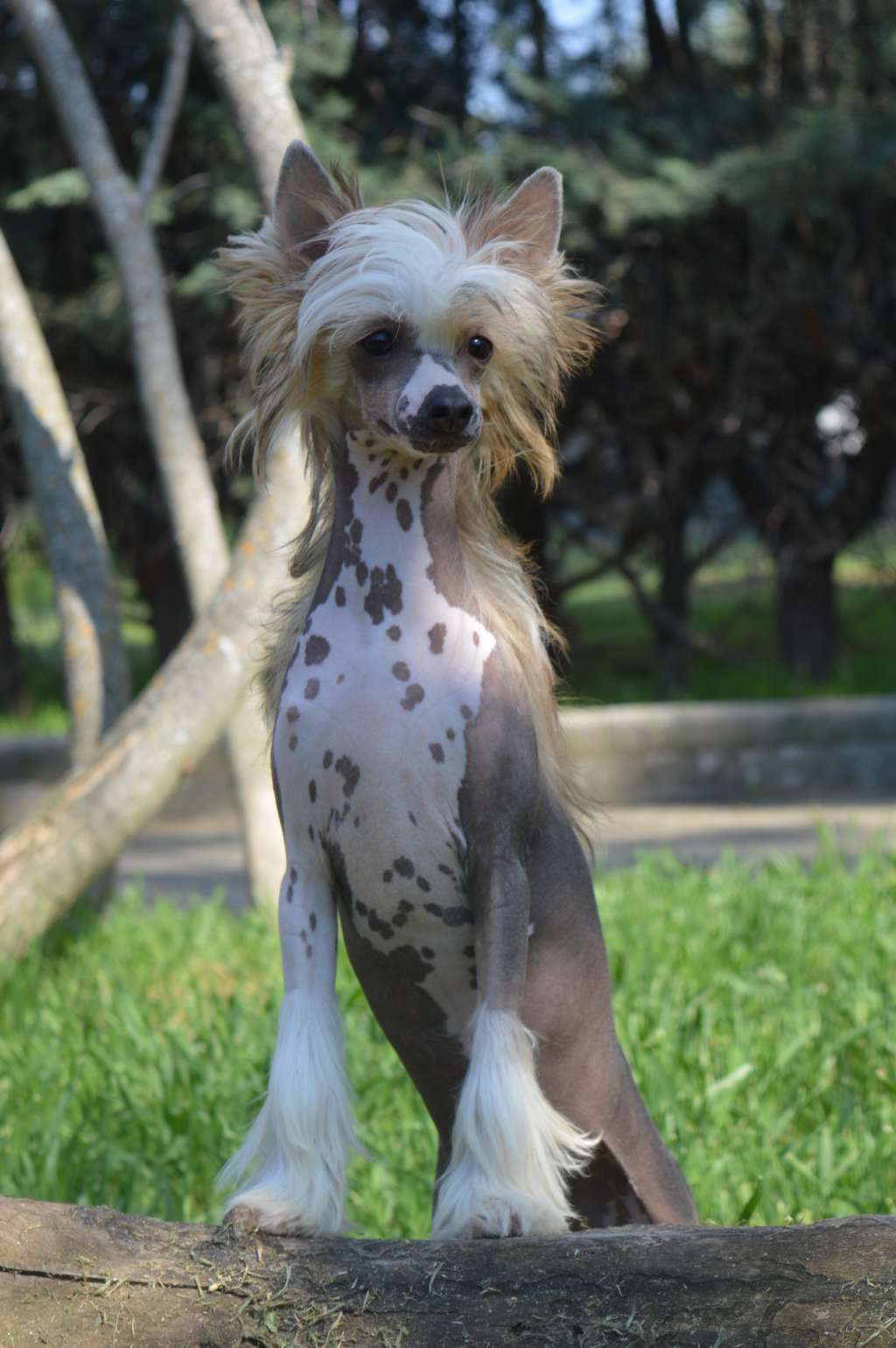 Magnus Staff Quiet Perfection