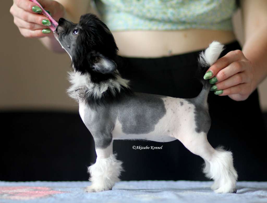 Kapitalna Liderka Akizabo