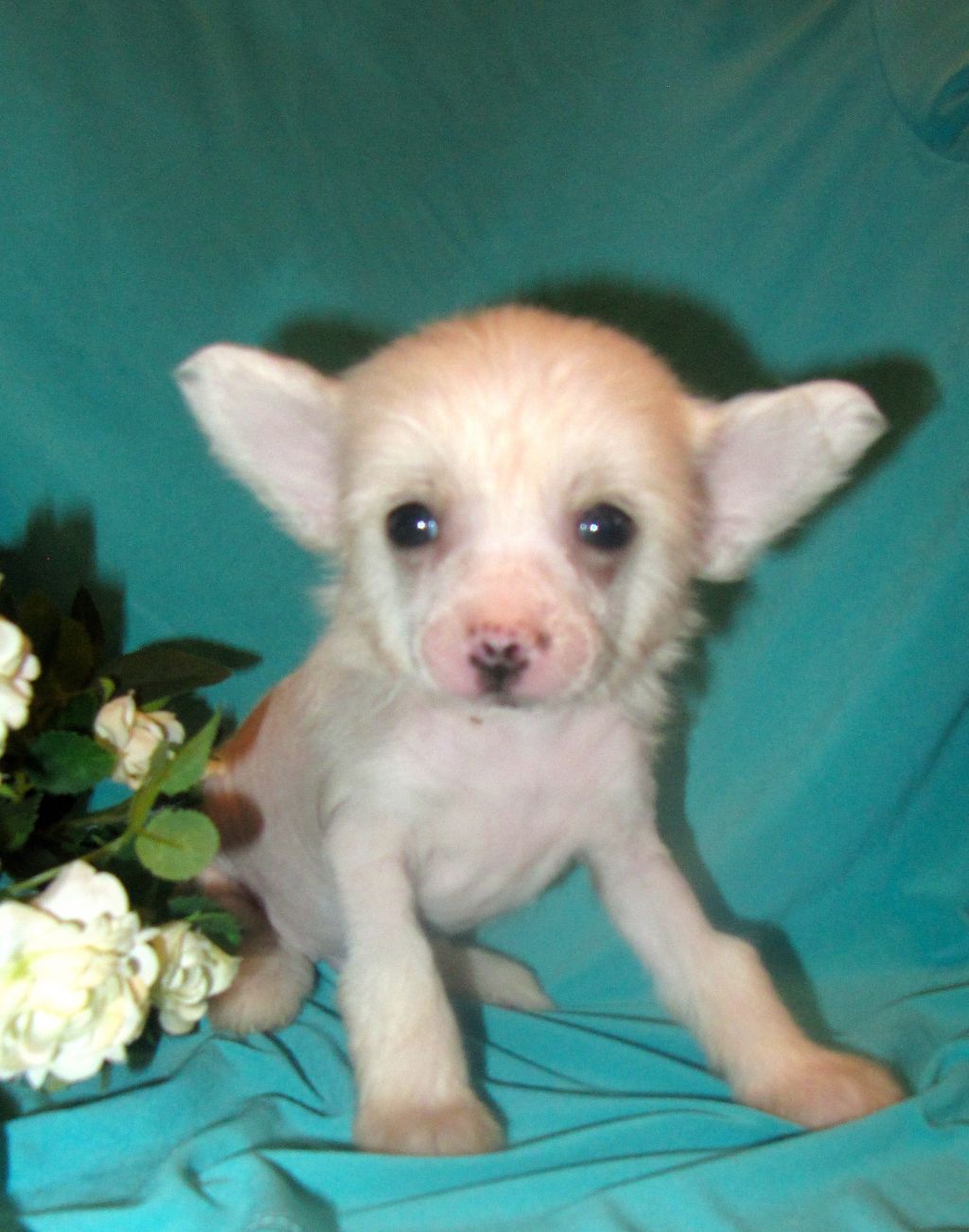 Radomir Gorgeous Star