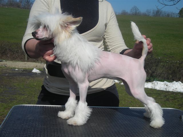 Angel's Touch Del Dianiri