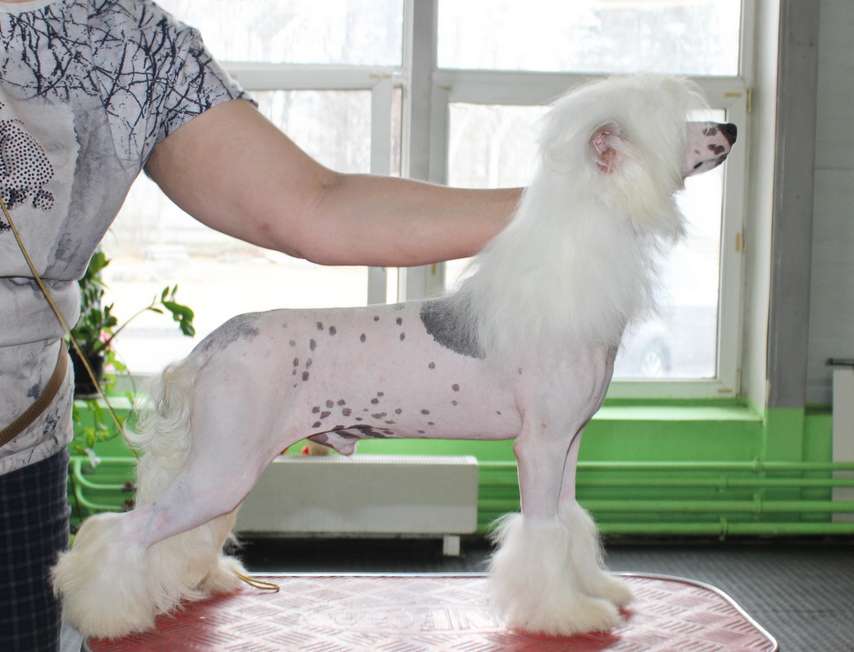 Angel O Check Diamond From Russia