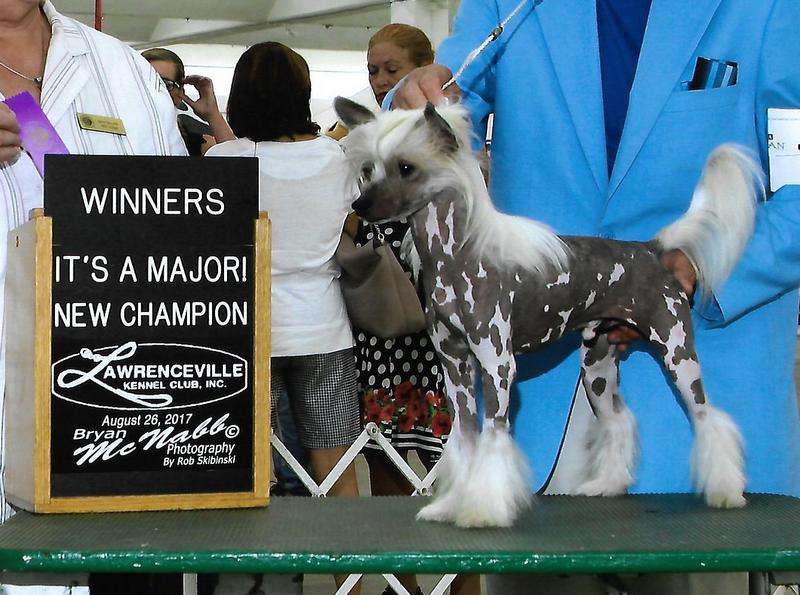 Gch. Ch. Hunter Hayes By Jove