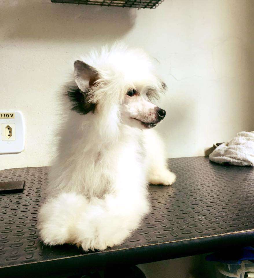 Pequin Mirrage Kanji