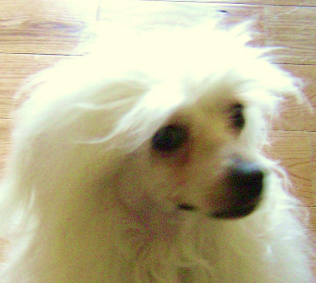 Pelkey's Anastasia Elena