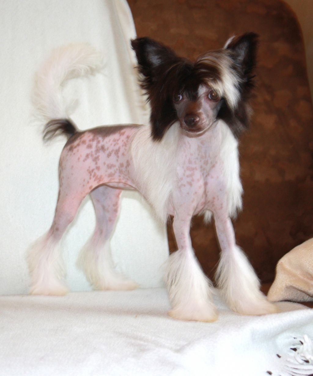 Charuyuschiy Soblazn Fantasy Chocolate