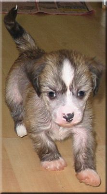 Marachinos Krossed Out