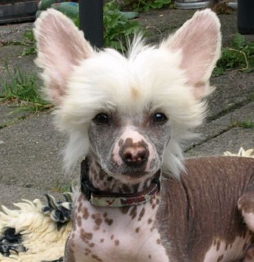 Calvin Klein vom Feenmond