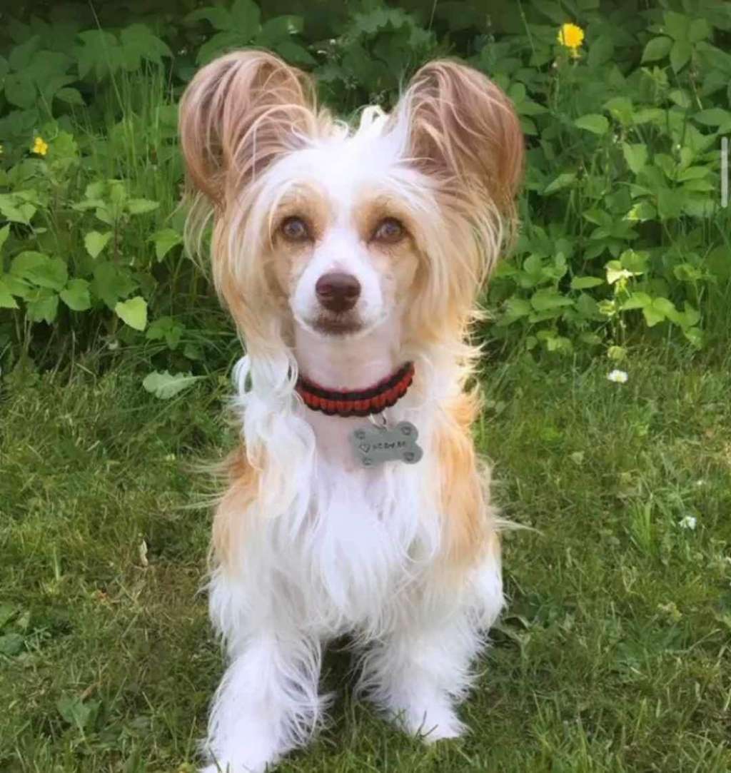 Crestilux Illuminous Illusion