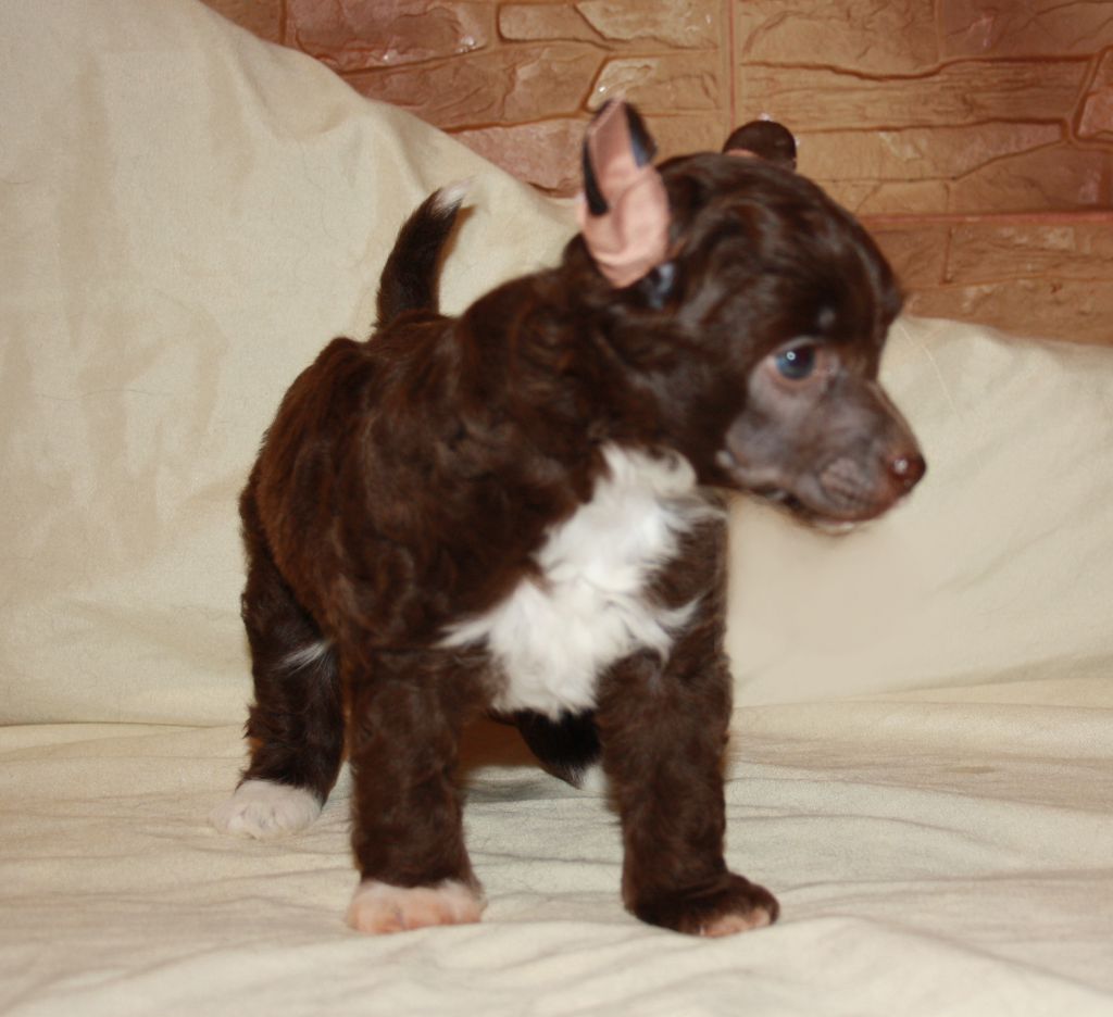 Charuyuschiy Soblazn Vishenka