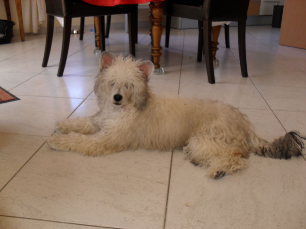 Fu Yen Du Jardin de Guanlying