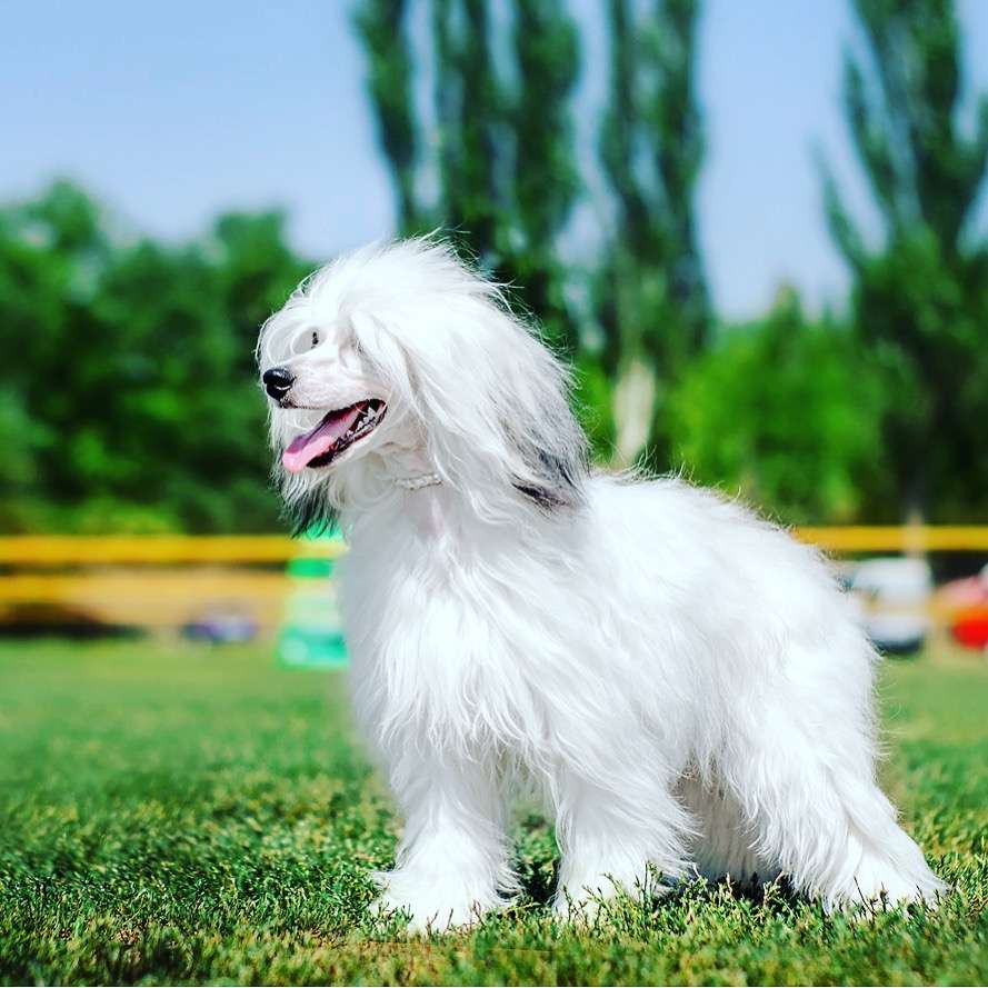 Elfa Dneprovskoye Solntse