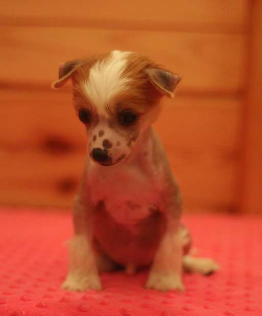 Siberian Love Winters Beautiful Story